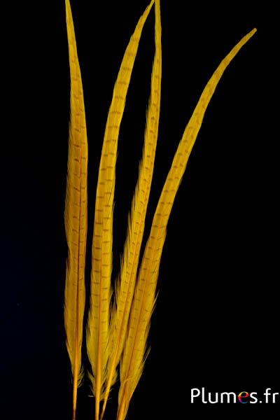 Faisan de Colchide - blanchi - 50-60 cm - jaune